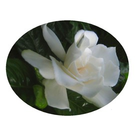 VETCHII Gardenia Live Plant Intensely Fragrant Double White Flowers Spring Summer Bloomer Starter Size Plant 4 Inch Pot Emeralds TM