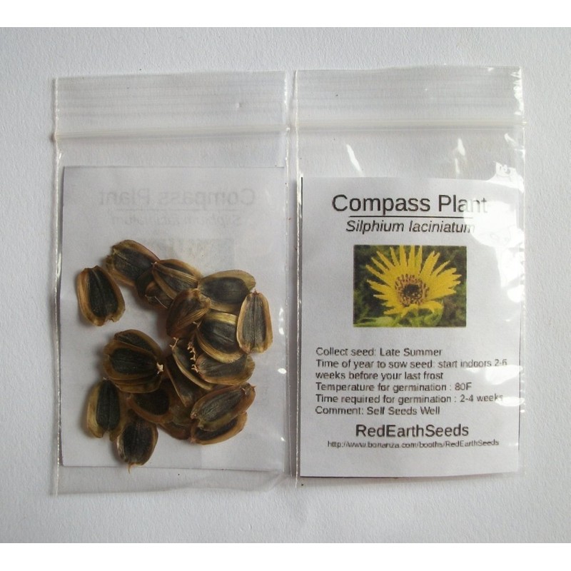 Compass Plant/Silphium laciniatum - 20 Seeds (Organically Grown)