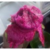 ORGANICO Mature “Purple Haze” Dragon Fruit Cuttings