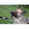 Headcollar Dog Halter/Training Head Collar Training Tool Dog, Head Harness
