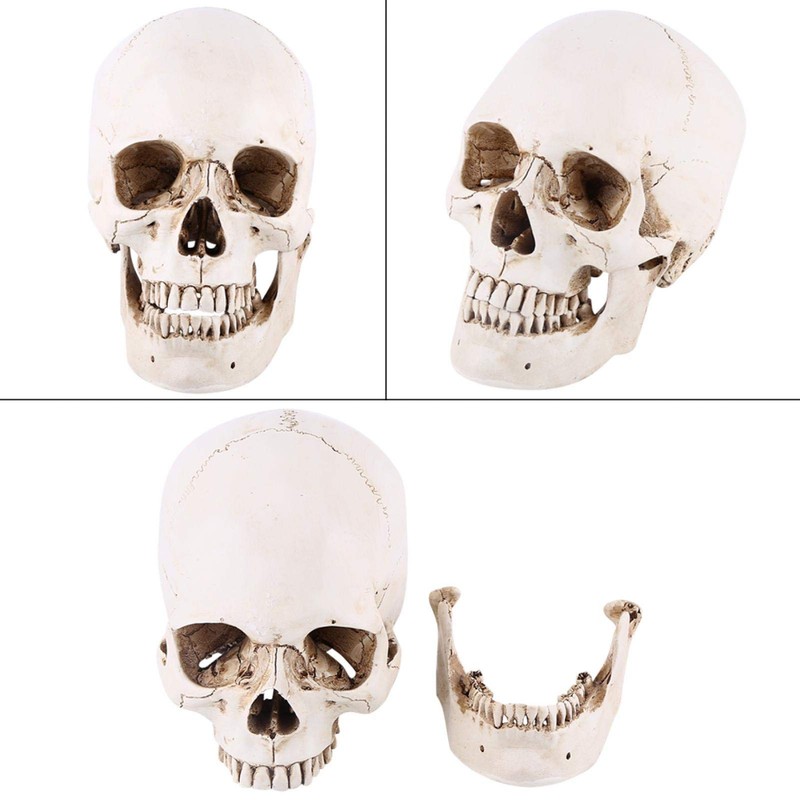 Human Skull Replica, 3-Piece Human Skull Model, Anatomical Model for