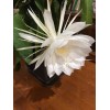 Zensability CUTTING - Epiphyllum oxipetalum 'Queen of the Night' -4-6"