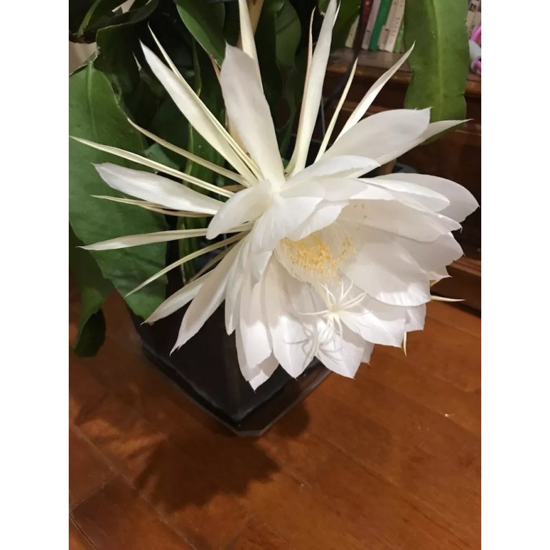 Zensability CUTTING - Epiphyllum oxipetalum 'Queen of the Night' -4-6"