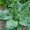 300 Perpetual Spinach Swiss Chard Seeds for Planting 7+ Grams