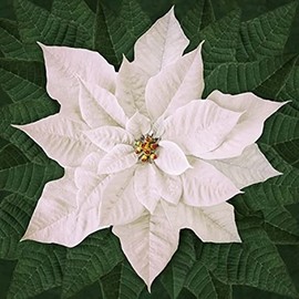 Hoffman Dream Big Holiday T4877 3 White Poinsettia 43" Digital Panel
