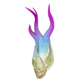 Colorful Tillandsia Air Plants, Live Air Plant, Air Purification Plants, Home Decor & Gift, Healthy Arrival Guarantee, Garden Airplant, Easy Care Indoor/Outdoor Plant (6 Pack)