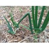 Fresh Pick Unit]Perennial Onions Egyptian Walking Garlic Chives Bulbs Starts