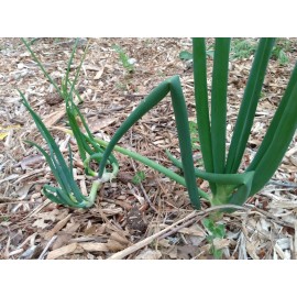 Fresh Pick Unit]Perennial Onions Egyptian Walking Garlic Chives Bulbs Starts - Bulb (24 Count)