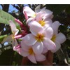 Pink Plumeria Cuttings Hawaiian 9-12 inches Long 2 Pack