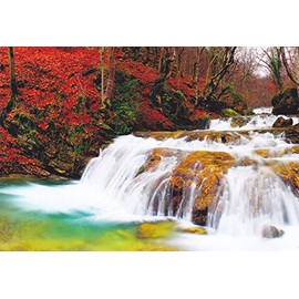 4SEASONS09 - BEAUTIFUL SUMMER PLANTS, LEAVES AND BLOOM ALONG THE WHISPERING COOL SUMMER STREAM - - A FOUR SEASONS Fantastic Postcard from HibiscusExpress