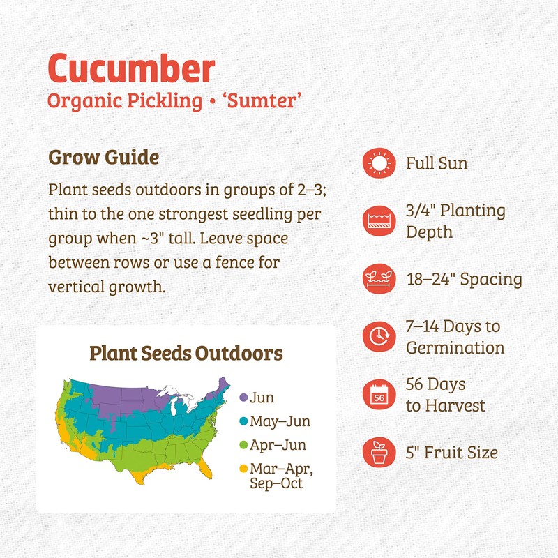 Back to The Roots 100% Organic Seed Packet - Cucumber