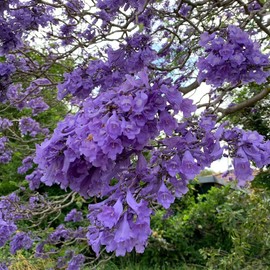 TomorrowSeeds - Jacaranda Purple Tree Seeds - 150+ Count Packet - for 2024 Jacaranda Mimosifolia Black Poui Blue Lavender Flowers Tropical Plant