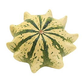 Crown of Thorns Shenot Gourd Seeds - 1 Oz ~850 Seeds - Garden - Non-GMO, Open Pollinated Vegetable Gardening Seeds