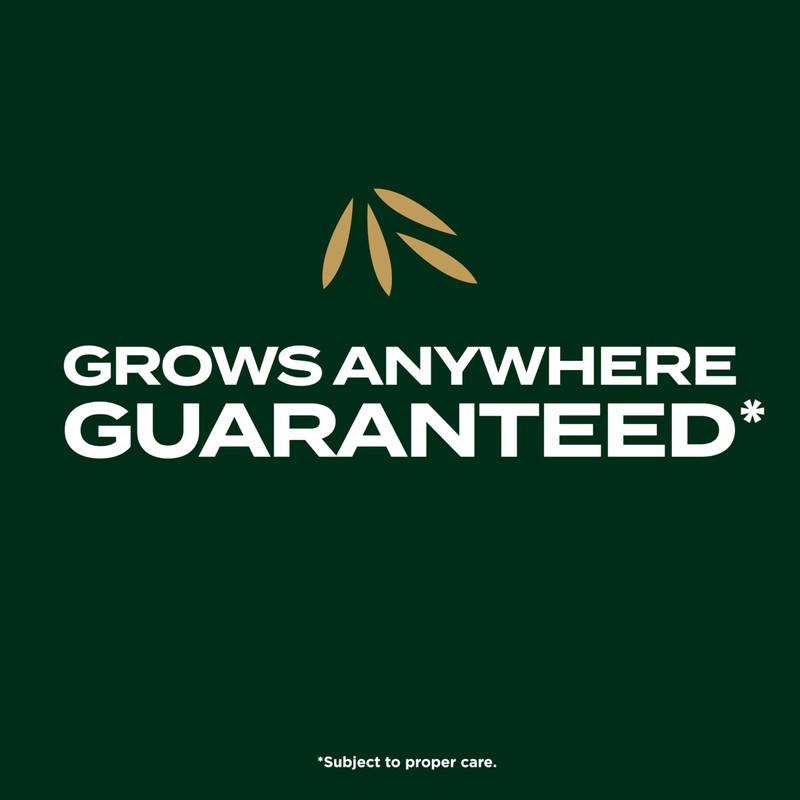 Scotts EZ Seed Patch & Repair Southern Gold Blend for