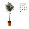 Momodoja Tree Plant Support Ties, 1/2 in. x 100 ft.
