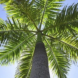Palm Beach Medicinal Herbs - Royal Palm Tree (Roystonea regia) - Packet of 15 Seeds