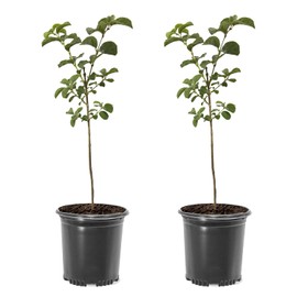 Chinese Fringe Tree, Delicate White Blossoms, 1 gal. Nursery Pot, 18-24 inches (Due to Agricultural Laws, we Cannot Ship to CA, AZ, AK, or HI), White, Green, 2 Trees