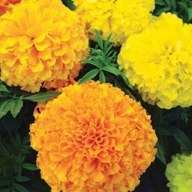 200+ Marigold Ferry's Best Mix Seeds - Tagetes