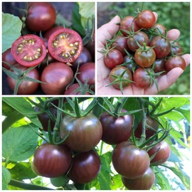 300 Seeds Black Cherry Tomato Seed for Planting - Purple Cherry Tomatoes in Your Home Vegetable Garden - Non-GMO Heirloom Seeds