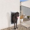 Baboni Pet Door for Wall, Steel Frame and Telescoping Tunnel,