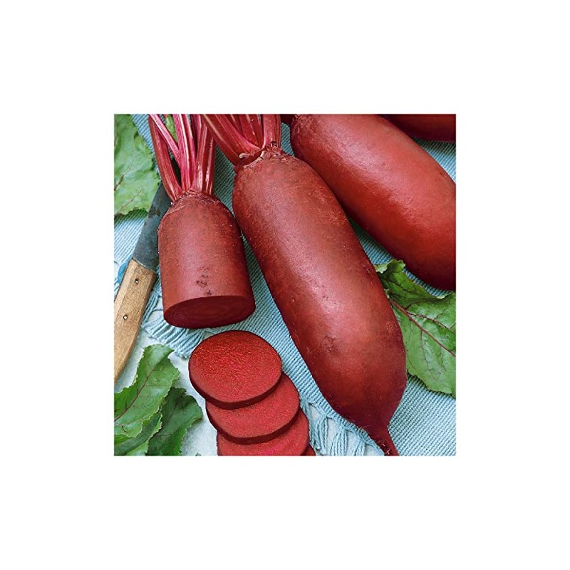 Everwilde Farms - 1 Oz Cylindra Beet Seeds - Gold