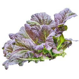 Red Giant Mustard Seeds: 1 g Packet ~400 Seeds - Non-GMO Seeds for Herb Gardening, Growing Micro Greens, Vegetable Garden