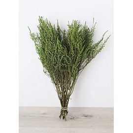 Afloral Preserved Stoebe Foliage, Oasis Green, 14-18"