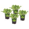 Bonnie Plants Buttercrunch Lettuce 19.3 oz. 4-pack
