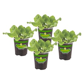 Bonnie Plants Buttercrunch Lettuce 19.3 oz. 4-pack
