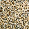 Georgia Gore Wheat Seed (Beardless) (1 Lb.)