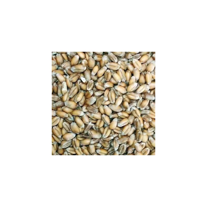 Georgia Gore Wheat Seed (Beardless) (1 Lb.)