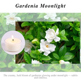 Scented Tea Lights Candles, Gardenia Moonlight, 8 Pack – White Scented Tealight Candles– 100% Palm Wax – 6 Hour Burn Time Aromatherapy Tea Light Votive Candle for Dinner, Bedroom, Spa, Wedding Decor