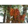 10 Medjool Date Palm Seeds, Pits, Phoenix dactylifera Large Fruit