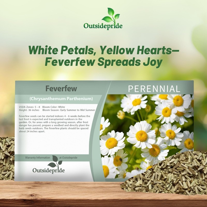 Outsidepride Feverfew Chrysanthemum Seeds - 10000 Pcs. Perennial, Drought Tolerant