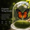 Green-Banded Swallowtail Butterfly Framed Decoration - Handmade Glass Shadow Box