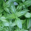 Burpee 'Sweet' Basil, 600mg Non-GMO Herb Seeds for Planting