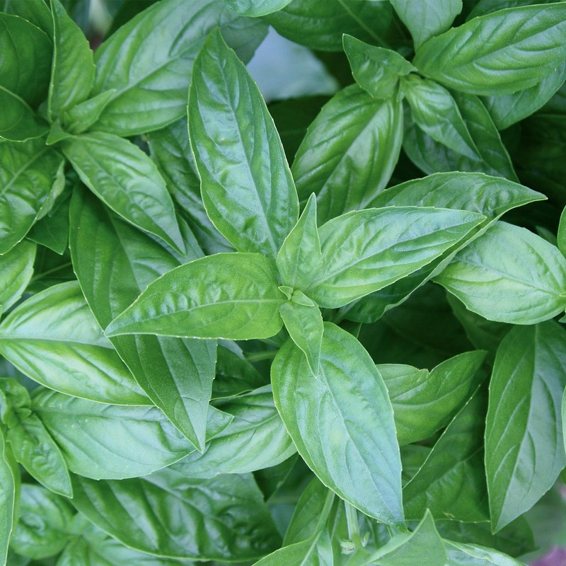 Burpee 'Sweet' Basil, 600mg Non-GMO Herb Seeds for Planting