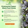 Outsidepride 30 Seeds Annual Capsicum Ornamental Pepper Black Pearl Seeds