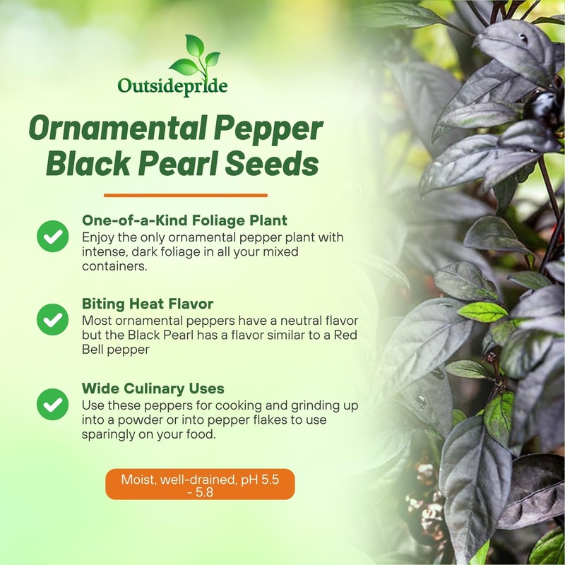 Outsidepride 30 Seeds Annual Capsicum Ornamental Pepper Black Pearl Seeds