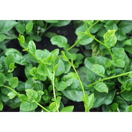 100 Malabar Spinach Seeds – Rau Mồng Tơi – Basella Alba – Climbing Spinach – Organic, Non-GMO, Heirloom – Fast-Growing, Heat-Tolerant, Perfect for Trellises & Home Gardens