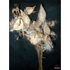 100 Milkweed Seeds: AIR Dried with NO Leaves - Non-GMO