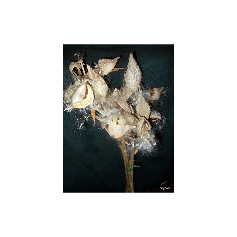 100 Milkweed Seeds: AIR Dried with NO Leaves - Non-GMO
