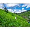 Ceylon Green Tea Gun Powder GP1 - High Grown Loose