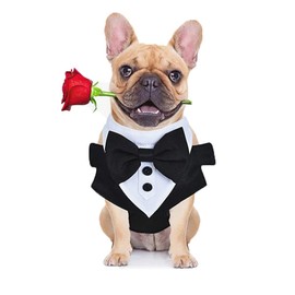 Arnés para Perro, Bandana Formal De Esmoquin para Perro, Pechera Arnés De para Perro Ajustable con Corbatín, Traje y Bandana para Boda Camisa, Chaleco Pechera de Mascota (S)