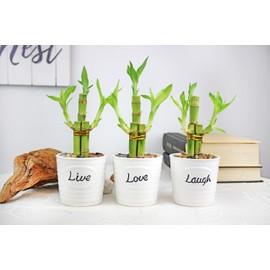Set of 10 Live Lucky Bamboo 3 Stalk Arrangements - Live Indoor Plants for Home Decor, Party or Wedding Favors, Arts & Crafts, Zen Garden and Feng Shui