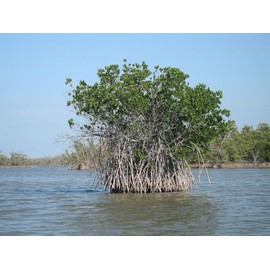 HISTORY GALORE 24x36 Gallery Poster, Red mangroves in Everglades National Park