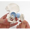 3B Scientific A84/1 Mini Hip Joint with Cross-Section + free
