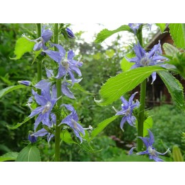 Fresh American bluebell Campanula americana Native 300 seeds Fresh From 2024 Organic