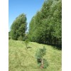 CZ Grain 40 Hybrid Aussie Willow Tree Cuttings - Fastest