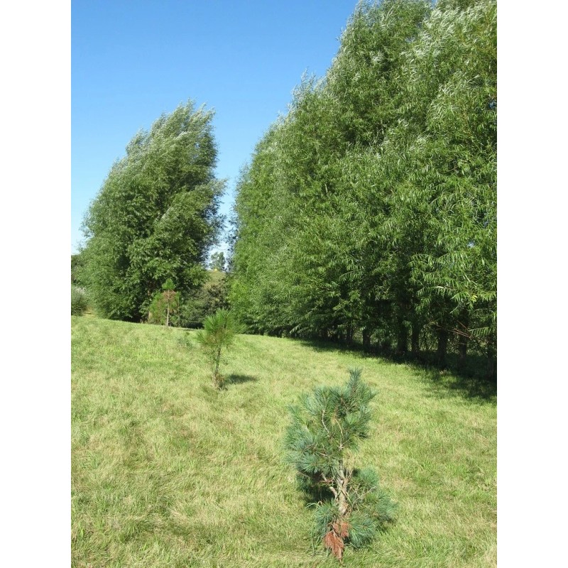 CZ Grain 40 Hybrid Aussie Willow Tree Cuttings - Fastest